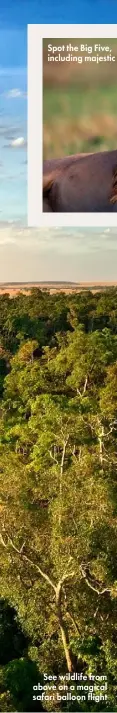  ??  ?? Spot the Big Five, including majestic lions
See wildlife from above on a magical safari balloon flight