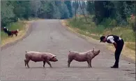  ?? CP HANDOUT PHOTO COURTESY B.C. RCMP ?? An RCMP officer is shown with two pigs. Thousands of people have been displaced by wildfires in B.C., but the flames have also forced livestock left behind to flee beyond enclosures. RCMP Cpl. Janelle Shoihet says officers are patrolling communitie­s...