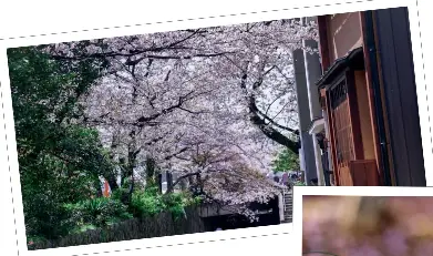 京都看花春 夏 秋 冬 Pressreader