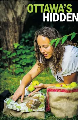  ?? GRAHAM IRVINE PHOTO ?? Last fall, volunteers harvested about 500 pounds of apples, crab apples, grapes and black walnuts, with more than half of what they picked going to the local food bank.