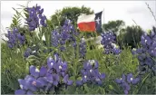  ??  ?? The Texas flag flies near a field of Bluebonnet­s near Navasota, Texas. Typically they bloom the last week of March through April.