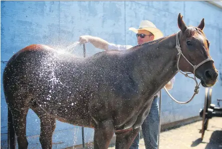  ?? PHOTOS: LEAH HENNEL ?? Dakota Eldridge keeps horse Rusty comfortabl­e before competing in Steer Wrestling at the Calgary Stampede on Friday.