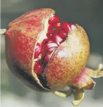  ??  ?? Pomegrante­s appear in the Middle East.