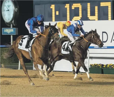  ?? Antonie Robertson / The National ?? After guiding Comicas, right, to the win in Race 5 at Meydan, William Buick says he would like to see the horse in the Golden Shaheen on Dubai World Cup night. ‘We think he’s a Group 1 sprinter,’ Buick says.