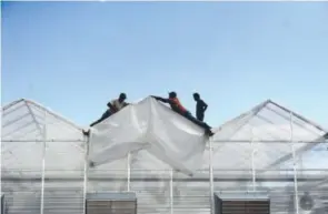  ??  ?? Workers install insulation onto a greenhouse in Avondale on July 22. The building is one of the four 91,000-square-foot greenhouse­s for GrowCo. Callaghan O’Hare, The Denver Post