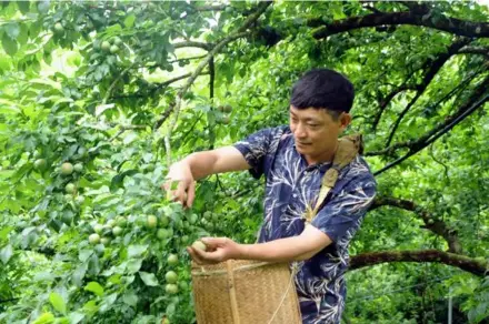  ?? VNA/VNS Photo Quang Quyết ?? Nguyễn Đình Thuận harvesting plums.