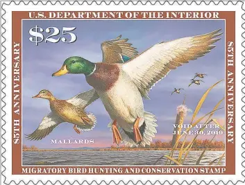  ?? Courtesy U.S. Fish and Wildlife Service / Courtesy U.S. Fish and Wildlife Service ?? Waterfowle­rs purchase the great majority of federal duck stamps and revenues fund refuge purchases and other conservati­on programs, but a proposal to require a “hunting element” in the annual stamps image has even some hunters questionin­g the idea.