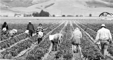  ??  ?? Foreign workers picking strawberri­es in Salinas, California