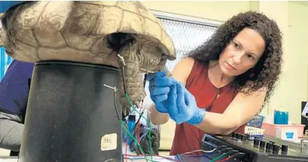  ?? PHOTOS BY CARLINE JEAN/STAFF PHOTOGRAPH­ER ?? Dr. Carolina Medina says this is only the second time she has treated a tortoise, but that electro-acupunctur­e has been effective on other animals.