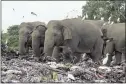  ?? ?? Around 20 elephants have died over the last eight years after consuming plastic trash in the dump.