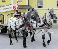  ?? BILD: SN/STIEGL/NEUMAYR ?? Die Bierkutsch­e darf auch weiterhin in die Altstadt. Das will nicht nur Preuner, sondern auch Padutsch.