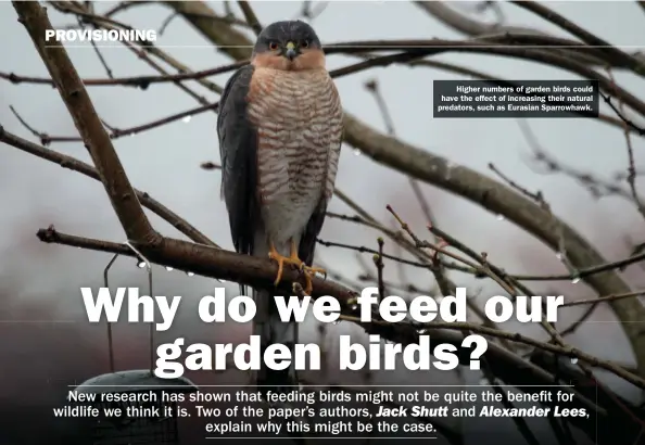  ?? ?? Higher numbers of garden birds could have the effect of increasing their natural predators, such as Eurasian Sparrowhaw­k.