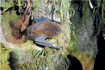  ?? DOC ?? There are known population­s of long-tail and short-tail bats throughout Waipa¯ and Waikato districts.