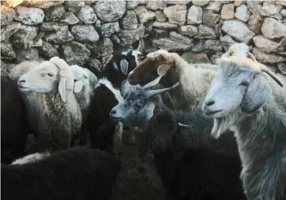  ?? © rr ?? Tamme schapen lijken meer op tamme geiten dan dat bij hun wilde voorouders het geval was.