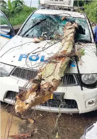  ?? PHOTO BY ORANTES MOORE ?? A tree atop a police service vehicle.