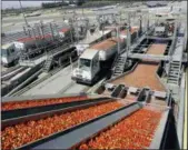  ?? MARCIO JOSE SANCHEZ — THE ASSOCIATED PRESS FILE ?? Tomatoes go through a washing process at the Los Gatos Tomato Products plant in Huron, California.