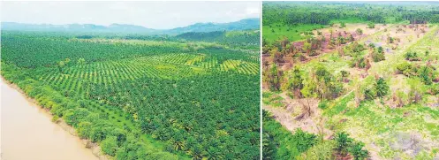  ??  ?? EXPANSIÓN. Nuevas plantacion­es de palma aceitera en las zonas de amortiguam­iento y núcleo del parque Jeannette Kawas. QUEMA. Queman bosque para cultivar palma, confirma esta fotografía tomada el martes en el Jeannete Kawas.