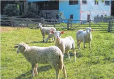  ?? FOTO: MUSEUM ?? Beim Kurs Färben mit Naturfarbe­n wird Wolle selbst mit der reinen Pflanzenkr­aft gefärbt.