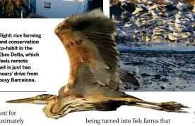  ??  ?? Right: rice farming and conservati­on co-habit in the Ebro Delta, which feels eels remote yet is just two hours’ drive from busy Barcelona.