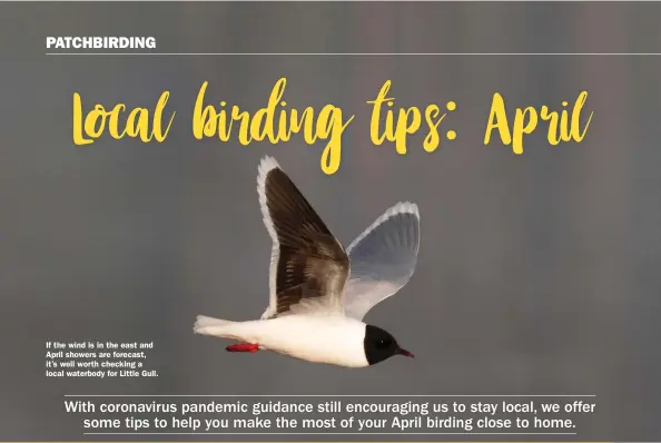  ??  ?? If the wind is in the east and April showers are forecast, it’s well worth checking a local waterbody for Little Gull.