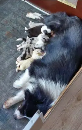  ?? FOTO RR ?? Naast haar vier eigen pups is bordercoll­ie Happy nu ook moeder van de golden retriever-wees Mo, het goudblonde hondje van het nest.