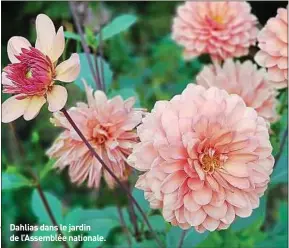  ??  ?? Dahlias dans le jardin de l’Assemblée nationale.