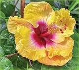  ??  ?? Admire stunning hibiscus flowers found throughout St. John’s tropical forests