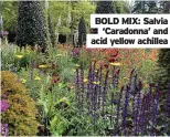  ?? ?? BOLD MIX: Salvia
‘Caradonna’ and acid yellow achillea