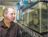  ?? MARTIN S. FUENTES/ LAS VEGAS REVIEW-JOURNAL ?? Associate Professor Frank van Breukelen observes pupfish tanks Wednesday at the Life Sciences building on the UNLV campus.