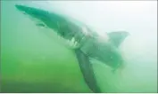  ?? Cal State Long Beach Shark Lab ?? A JUVENILE white shark captured by remote video off Manhattan Beach in summer 2015.