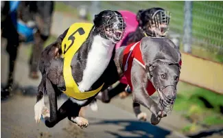  ?? PHOTO: GRANT MATTHEW/FAIRFAX NZ ?? A Racing Integrity Unit investigat­ion is underway following a scuffle in front of hundreds of witnesses at Manawatu Raceway.