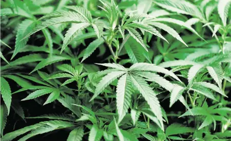  ?? CHARLIE RIEDEL AP | Oct. 31, 2022 ?? Supporters of recreation­al use of marijuana are gathering petition signatures in hopes of getting a constituti­onal amendment on Florida’s 2024 ballot.