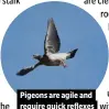 ?? ?? Pigeons are agile and require quick reflexes if you’re to shoot well