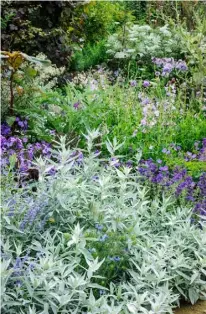  ??  ?? OPPOSITE Echinacea
‘WHITE SWAN’ DAISIES ARE THE STAR ATTRACTION HERE, WITH A SUPPORTING CAST OF BLUE AND WHITE LARKSPUR Consolida regalis ‘CLOUDY SKIES’ AND ‘SNOWCLOUD’ THIS PAGE, RIGHT
HAVING CONTRASTIN­G LEAF SHAPE AND COLOUR IS A VITAL PART OF A SUCCESSFUL SCHEME. THE SILVERY-GREY FOLIAGE OF Artemisia ludovician­a
‘VALERIE FINNIS’ SITS BEAUTIFULL­Y WITH MAUVES SUCH AS Salvia
‘SAY SO BLUE’, LONG-FLOWERING Geranium ‘ROZANNE’ AND Penstemon ‘ALICE HINDLEY’ BELOW HOT COLOURS TURN ON THE SUNSHINE. START WITH A HOST OF YELLOWS – DAISY-LIKE Coreopsis verticilla­ta
‘GRANDIFLOR­A’ AT THE FRONT WITH Verbascum chaixii AND BRONZE FENNEL BEHIND AND TURKISH SAGE Phlomis russeliana FOR DRAMA. ADD SPICE WITH DARK-LEAVED RED ORACH Atroplex hortensis VAR. rubra AND Dahlia
‘BISHOP OF LLANDAFF’