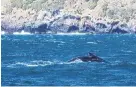  ?? PHOTO: MIKE WILLIAMS ?? Whale watching . . . One of the two humpback whales spotted at Taiaroa Head on Tuesday.