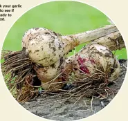  ??  ?? Check your garlic crop to see if it’s ready to harvest.