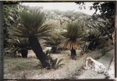  ?? ?? Une femme allongée sur le bord d’une platebande du Jardin d’Essai, aussi appelé Jardin du Hamma, vers 1910.