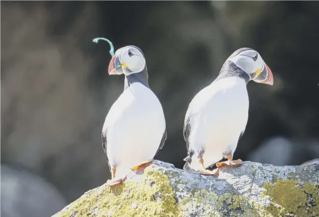 ??  ?? 0 A puffin from the Shiant Isles with plastic in its beak. Micro plastics have been found in some of Scotland’s most remote waters, threatenin­g seabirds and fish stocks