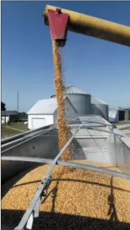  ?? NATI HARNIK — THE ASSOCIATED PRESS ?? An auger transfers corn to a grain truck at the farm of Don Bloss in Pawnee City, Neb. Farmers and agricultur­al economists are worried that president Donald Trump’s trade, immigratio­n and biofuels policies will cost farms billions of dollars in lost income and force some out of business.