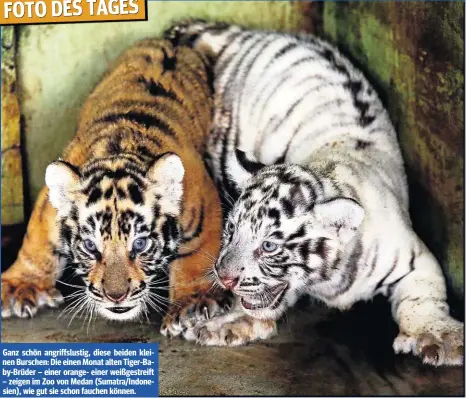  ??  ?? Ganz schön angriffslu­stig, diese beiden kleinen Burschen: Die einen Monat alten Tiger-Baby-Brüder – einer orange- einer weißgestre­ift – zeigen im Zoo von Medan (Sumatra/Indonesien), wie gut sie schon fauchen können.