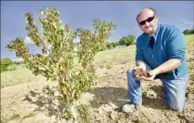  ?? (Photo Clément Tiberghien) ?? Guy Sigari, qui cultive déjà plusieurs variétés de pêchers, s’apprête à planter des abricotier­s et des cerisiers sur une parcelle de 3 000 m2.
