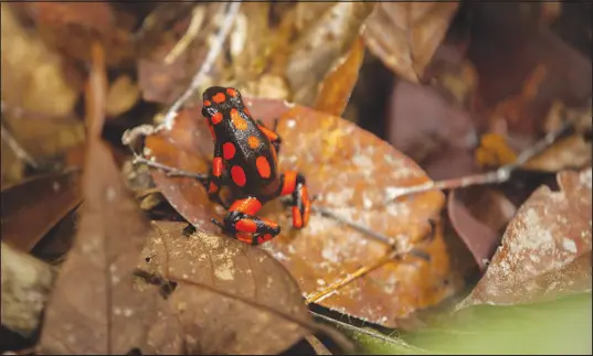  ?? JUAN CRISTÓBAL COBO / NEW YORK TIMES FILE (2016) ?? A poison dart frog rests on a leaf in Nuquí, Colombia. Three studies have recently explored toe-tapping, which seems to have something to do with frogs preying on insects.