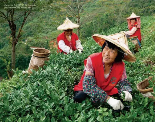  ??  ?? October 3, 2016: Local people pick tea on the mountain.