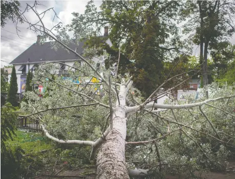  ?? PHOTOS: DAX MELMER ?? A fallen tree is shown Tuesday in the 3100 block of Sandwich Street after a Monday storm caused it to crash into the volleyball courts and patio at the Dominion House Tavern. The tree is “like 120 years old, it’s pulled right out from the ground,” said bar co-owner Billie Jo Zacher.