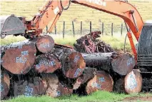  ??  ?? Ancient swamp kauri logs stacked on a Northland property.