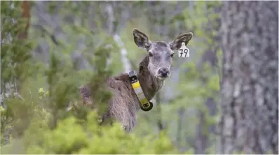  ?? FOTO: AUST-AGDER FYLKESKOMM­UNE ?? SENDER: 34 GPS-merkede hjort og elg i Agder og Telemark har sendt over 100.000 meldinger om bevegelsen­e sine.