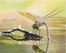  ?? Photos by Kathy Adams Clark / Contributo­r ?? Female dragonflie­s dip their abdomen just below the surface of water to deposit their eggs.