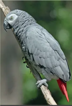  ?? ?? Parrot species, such as Grey Parrot, are among the most intelligen­t of all bird families. Corvids are also well known for their intellect. Both families have relatively large brains in the bird world.