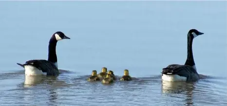  ??  ?? Canada geese, Branta canadensis, and their goslings take to the water.