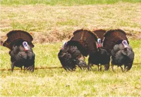  ?? STAFF FILE PHOTO ?? Wild turkeys in a Catoosa County field may belie the cleverness of an old bird in the woods.